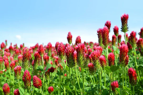春の農村風景で開花クリムゾン クローバー シロクローバ ニカワウロコタケ のフィールド — ストック写真