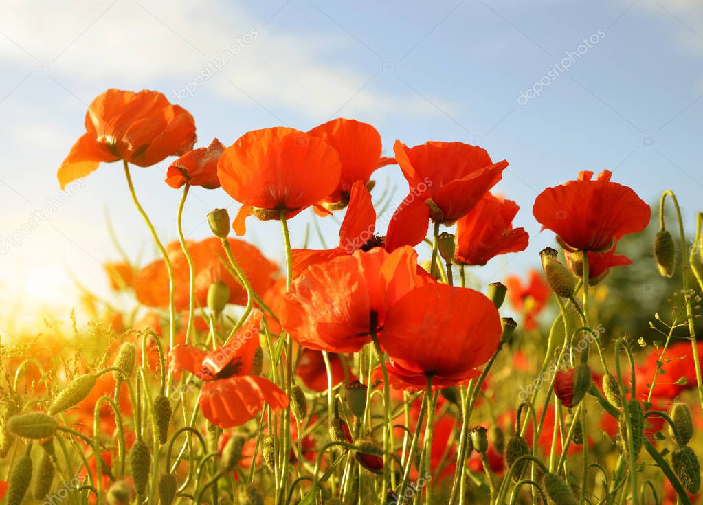 Red poppy flowers in the spring field at sunrise.