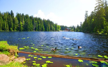 Moraine Gölü Grosser Arbersee Ulusal Park Bavyera Ormanı 'nda. Almanya.