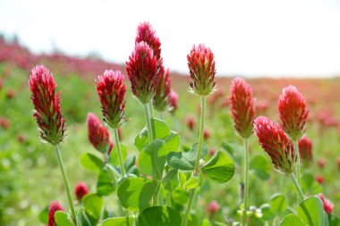 Çiçek açan kırmızı yoncalar (Trifolium incarnatum) tarlası kapanır. Bahar mevsimi.