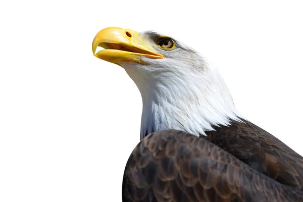 Retrato Águila Calva Haliaeetus Leucocephalus Aislado Sobre Fondo Blanco — Foto de Stock