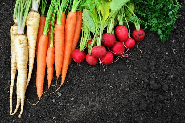 Rode Radijs Worteltjes Peterselie Een Bodem Verse Tuin Geoogst Bovenaanzicht — Stockfoto