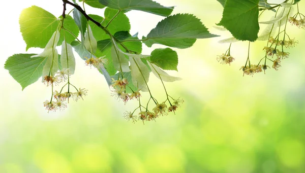 Kwitnąca Gałązka Lipy Liści Zielonym Tle Naturalny — Zdjęcie stockowe