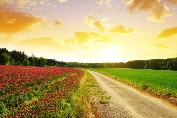 Våren Landsbygdens Landskap Med Väg Fältet Vid Solnedgången — Stockfoto