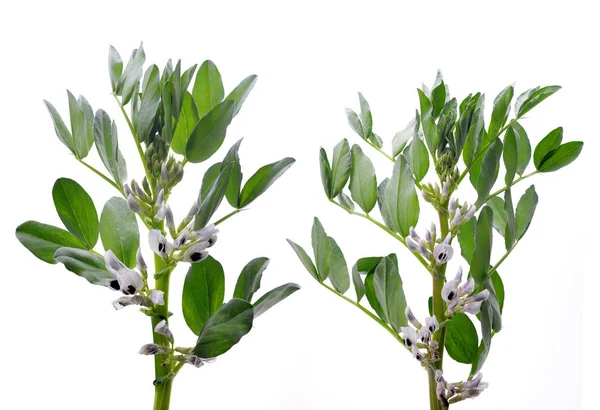 Цветущие Широкие Фасоль Растений Vicia Faba Изолированы Белом Фоне — стоковое фото