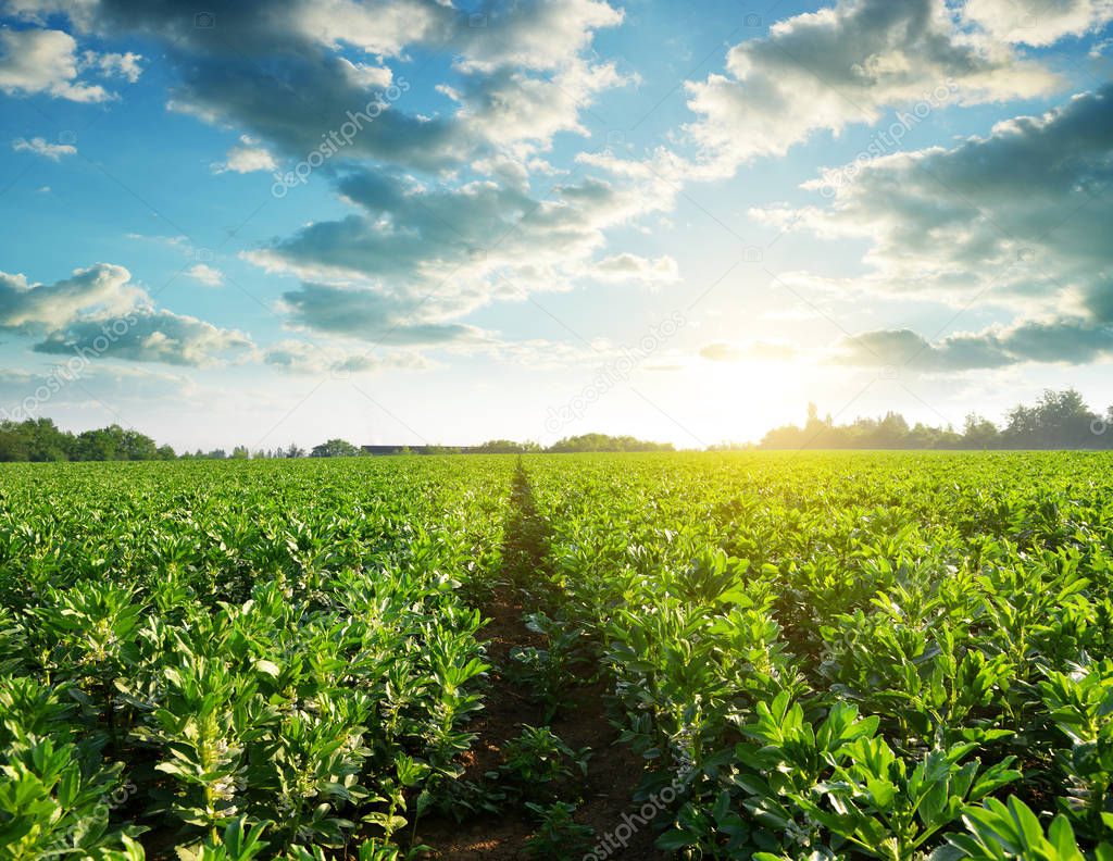 Cultivated field of broad or fava beans ( Vicia Faba ) at sunset.