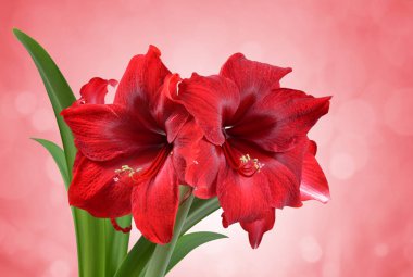 Red Amaryllis flower with green leaves. clipart