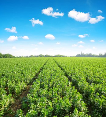 Geniş veya fava fasulye (Vicia Faba) ve mavi gökyüzü bulutlu ekili alan.
