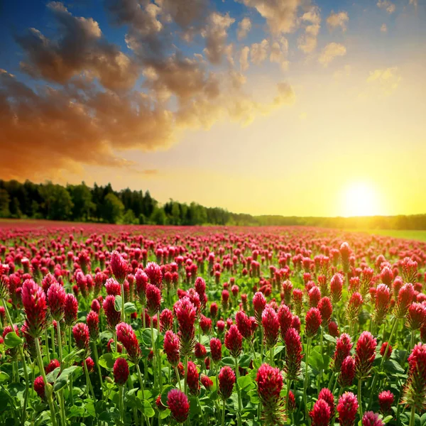 Campo Floração Trevos Carmesim Trifolium Incarnatum Primavera Paisagem Rural Pôr — Fotografia de Stock