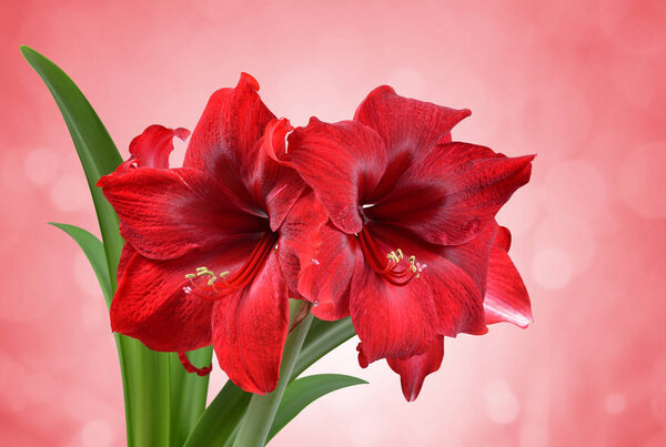 Red Amaryllis flower with green leaves.