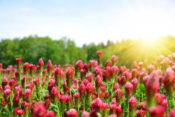 Dziedzinie Crimson Kwitnienia Koniczyny Trifolium Incarnatum Wiejski Krajobraz Wiosna — Zdjęcie stockowe