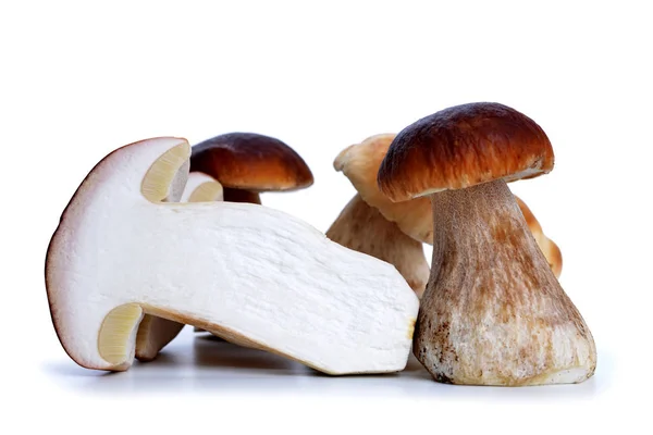 Edible Mushroom Boletus Isolated White Background — Stock Photo, Image