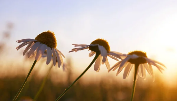 Margeritenblüten Auf Der Wiese Bei Sonnenuntergang Frühlingszeit — Stockfoto