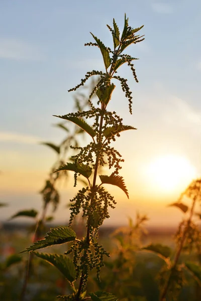 Herbaceous Plant Nettles Urtica Dioica Sunset — Stock Photo, Image