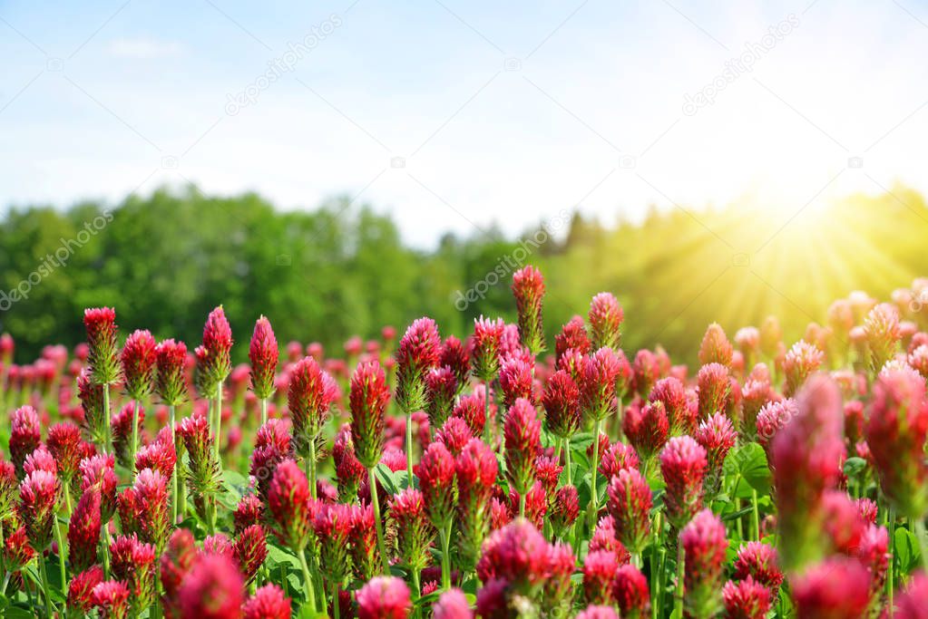 Field of flowering crimson clovers (Trifolium incarnatum) in spring rural landscape. 