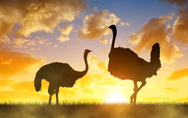 Turuncu günbatımı gökyüzünde ova üzerinde iki devekuşu siluet. Afrika vahşi hayvan.