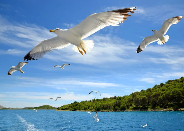 Denizin Kornati Milli Parkı Hırvatistan Üzerinde Uçan Martıları Sürüsü — Stok fotoğraf