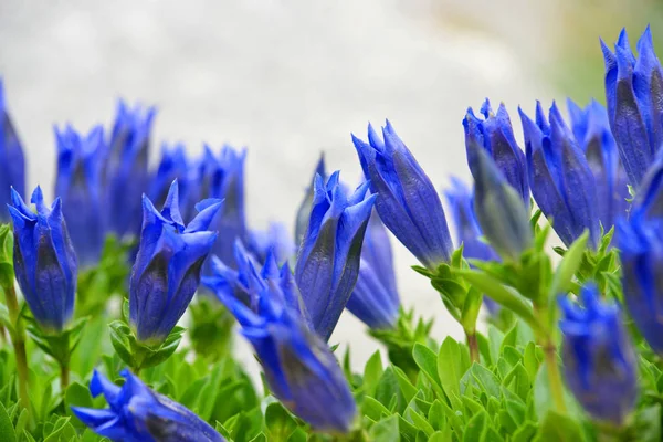 茎のないリンドウ リンドウ Acaulis は山の青い花のアルプスの栽培 — ストック写真