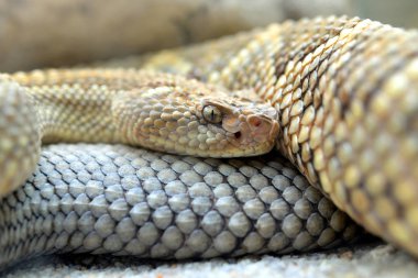 South American rattlesnake (Crotalus durissus unicolor) close up.Dangerous poison snake from Aruba island. clipart