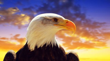 Kel kartal (Haliaeetus Leucocephalus) ile belgili tanımlık geçmiş vasıl günbatımı gökyüzü portresi.
