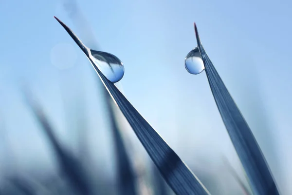 Hermosas Grandes Gotas Transparentes Rocío Agua Hierba Cerca Fondo Natural — Foto de Stock