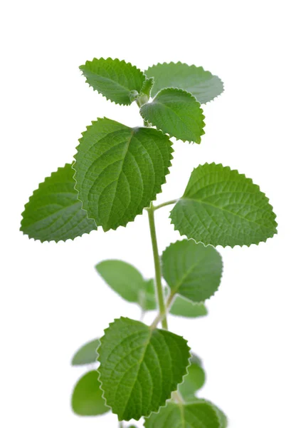 Indian Borage Plectranthus Amboinicus Aromatic Medicinal Herb Isolated White Background — Stock Photo, Image