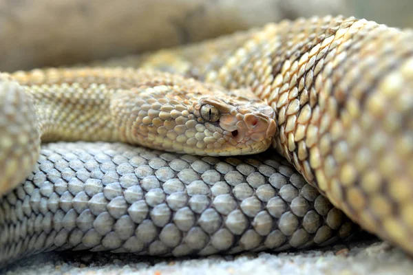 Южноамериканская Гремучая Змея Crotalus Durissus Unicolor Закрывается — стоковое фото
