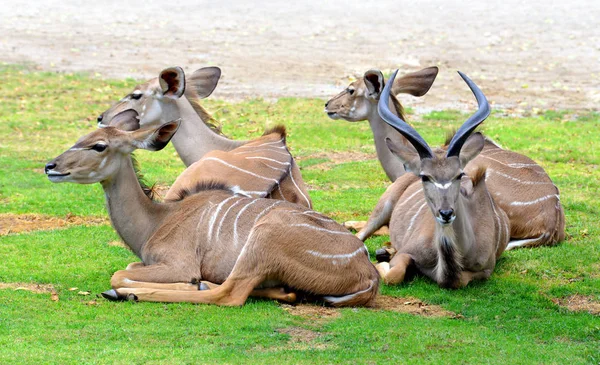 Herd Greater Kudu Tragelaphus Strepsiceros Large African Antelope Living Savannah — Stock Photo, Image