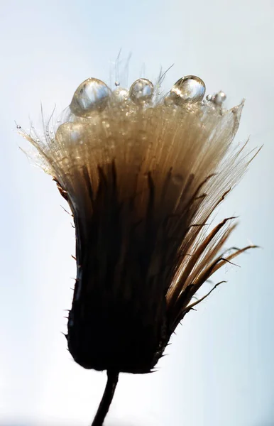 Goutte Rosée Sur Fleur Chardon Gros Plan — Photo