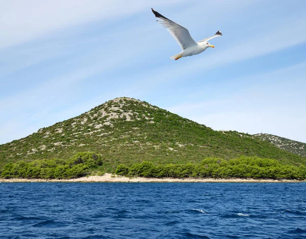 Latająca Mewa Pobliżu Wyspa Pasman Morzu Adriatyckim Chorwacja — Zdjęcie stockowe