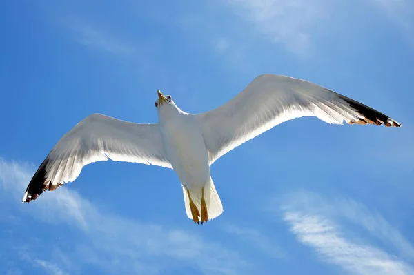 天空中飘着蓝天的海鸥 — 图库照片