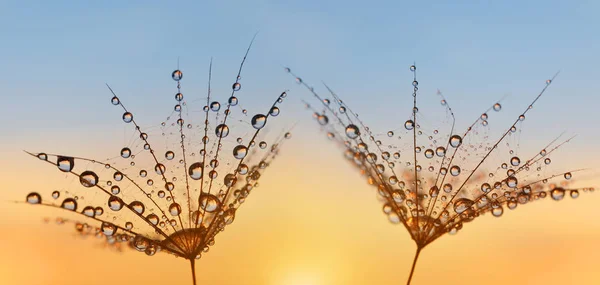 Las Gotas Agua Sobre Las Semillas Del Diente León Cierran —  Fotos de Stock