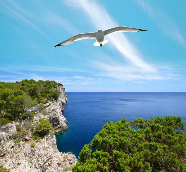 Seagull Kliffen Het Natuurpark Telascica Dugi Otok Eiland Adriatische Zee — Stockfoto