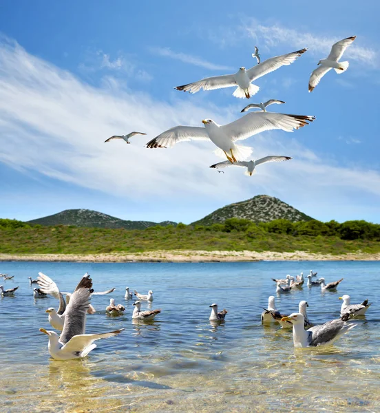 Flock Seagull Nära Pasman Adriatiska Havet Kroatien — Stockfoto