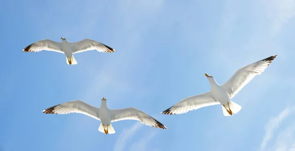 Flygande Flock Måsen Med Blå Himmel Bakgrunden — Stockfoto