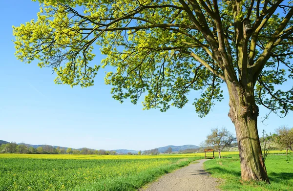 枫树在草地上 捷克共和国春季景观 — 图库照片