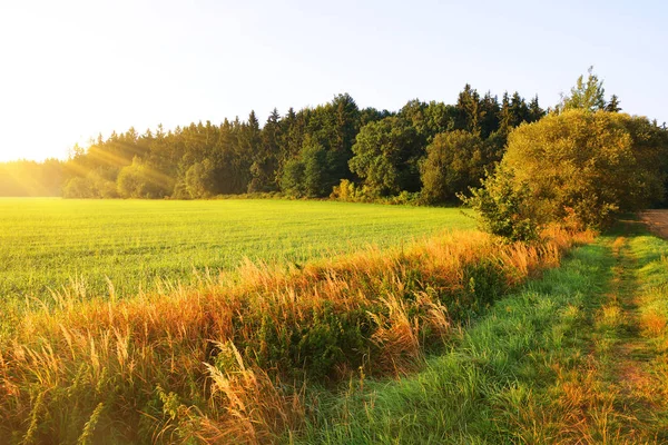 Sommaren Landsbygdens Landskap Vid Soluppgången — Stockfoto