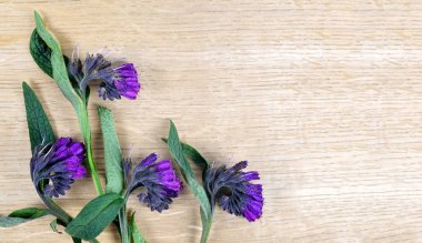 Karakafes (Symphytum officinale) ahşap tahta, tıpta kullanılan bitki üzerinde.