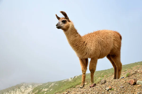 Lama Marrom Lama Glama Paisagem Montanhosa — Fotografia de Stock