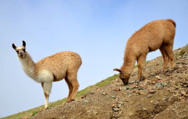 Kahverengi Lama (lama glama), Güney Amerika Andes içinde yaşayan memeli.