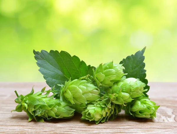 Cones Lúpulo Humulus Lupulus Sobre Tábua Madeira — Fotografia de Stock