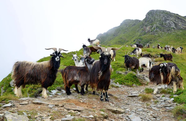 Egy Csorda Kecskét Hegy Flóra Matt Pyrenees Hegyi Legelésző Franciaország — Stock Fotó