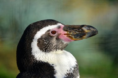 Humboldt pengueni (Spheniscus humboldti portresi)