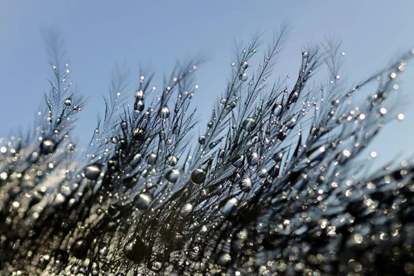 Fluffy Feather Water Drops Close — Stock Photo, Image