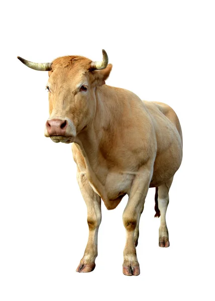 Stehende Kuh Isoliert Auf Weißem Hintergrund — Stockfoto