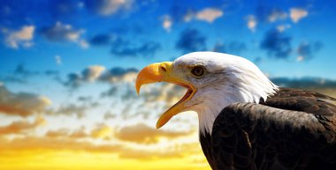 Kel kartal (Haliaeetus Leucocephalus) ile belgili tanımlık geçmiş vasıl günbatımı gökyüzü portresi.