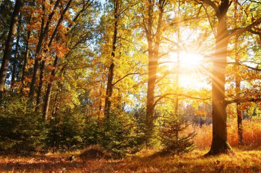 Güneş ışınları ile sonbahar orman içinde renkli yaprak döken ağaç.