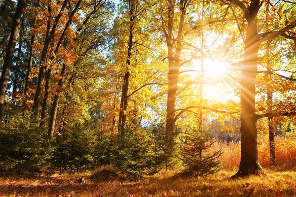 Färgstarka Lövträd Höst Skog Med Solens Strålar — Stockfoto