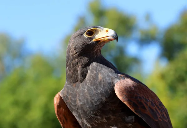 Ritratto Falco Harris Parabuteo Unicinctus — Foto Stock