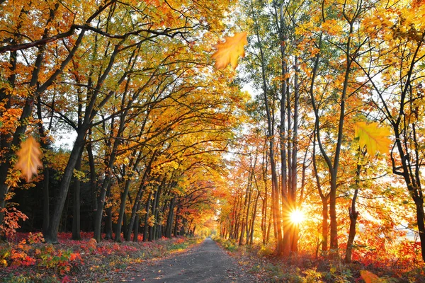 Шлях Барвистому Осінньому Лісі Заходом Сонця — стокове фото